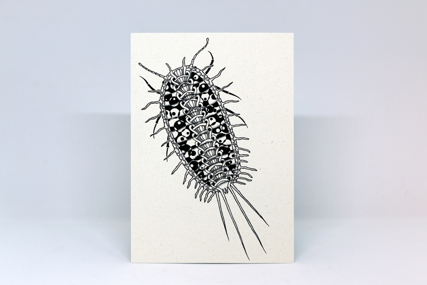 Postcard 02 - Pseudococcus longispinus