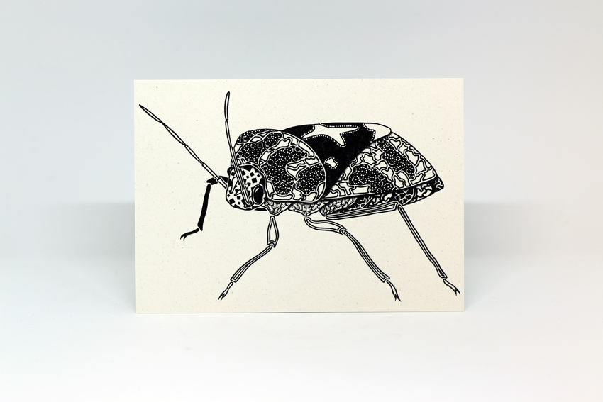 Postcard 30 - Murgantia histrionica