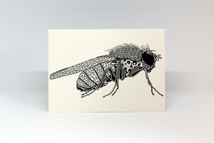 Postcard 07 - Drosophila melanogaster