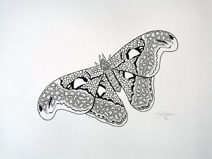 Screen print - Atlas moth (P018)