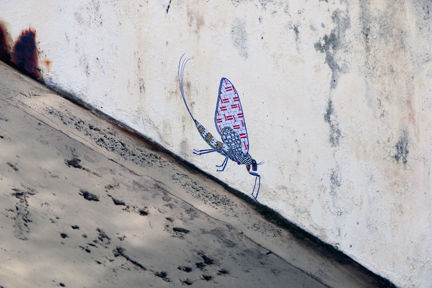 Mayfly ('Leptophlebia marginata')