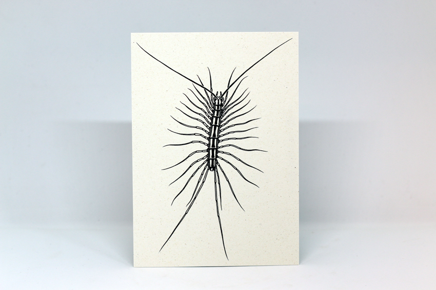 Postcard 29 - Scutigera coleoptrata