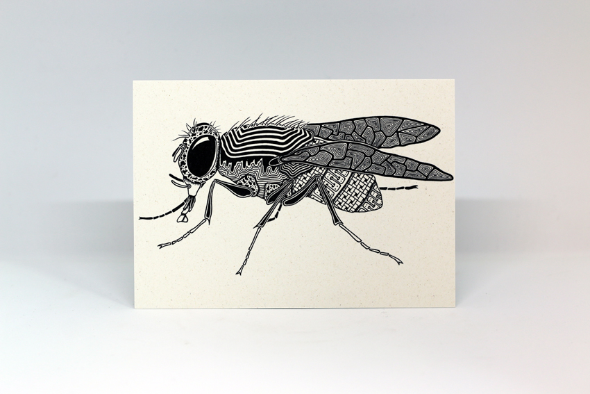 Postcard 04 - Musca domestica