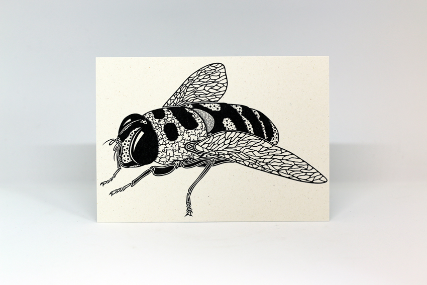 Postcard 06 - Myathropa florea