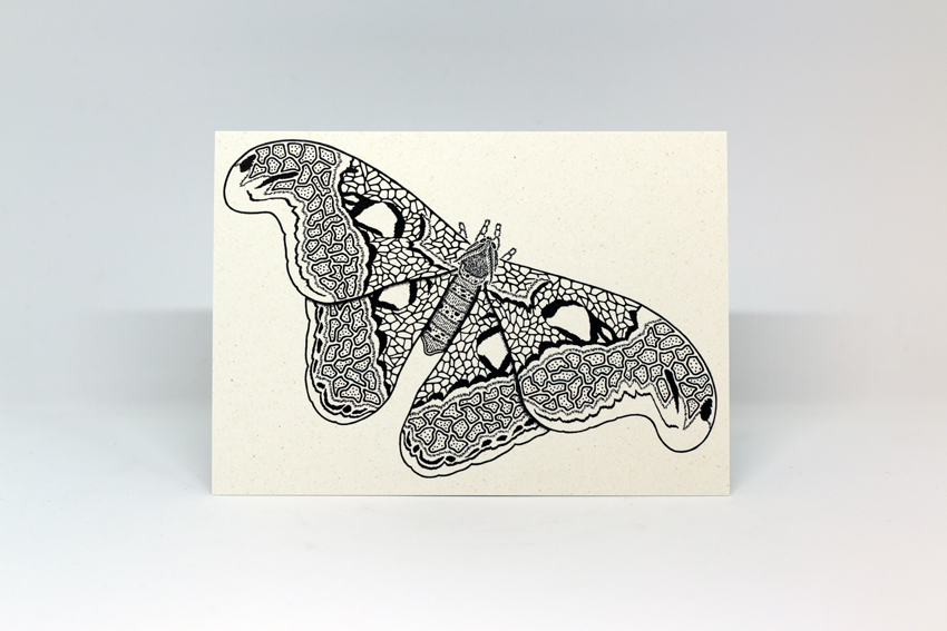 Postcard 16 - Attacus atlas