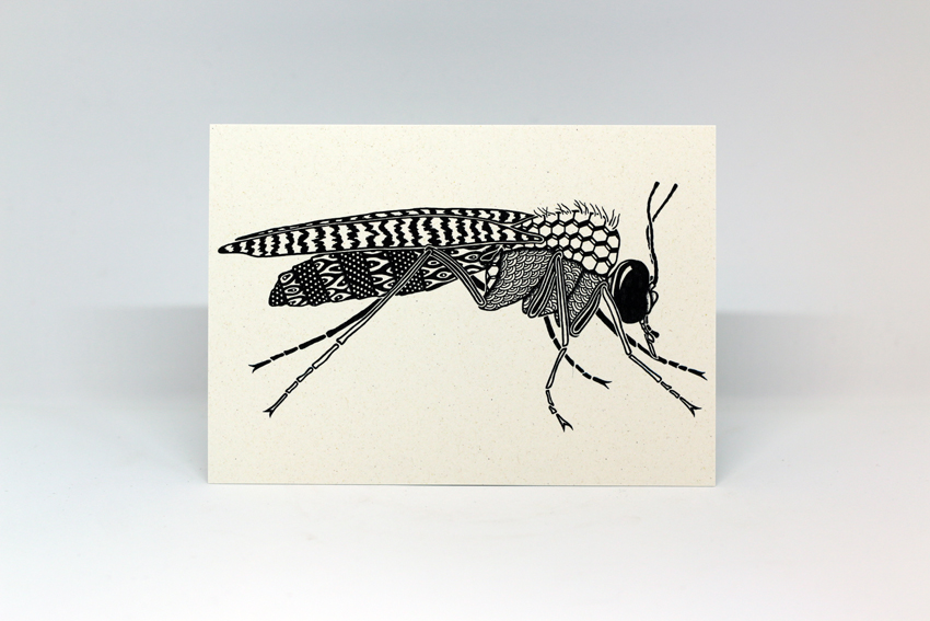 Postcard 25 - Culicoides impunctatus